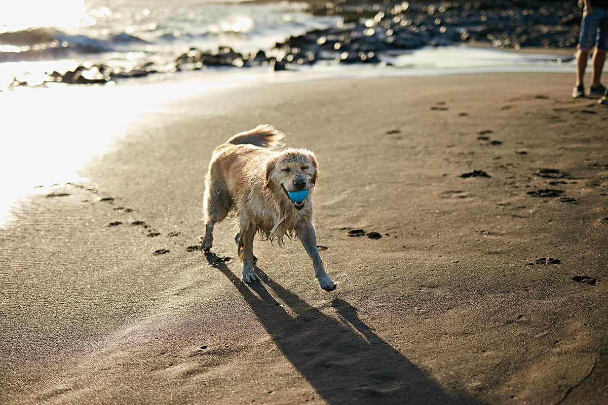 Sandy paws means happy dogs! 7 beaches in Cyprus where dogs are allowed