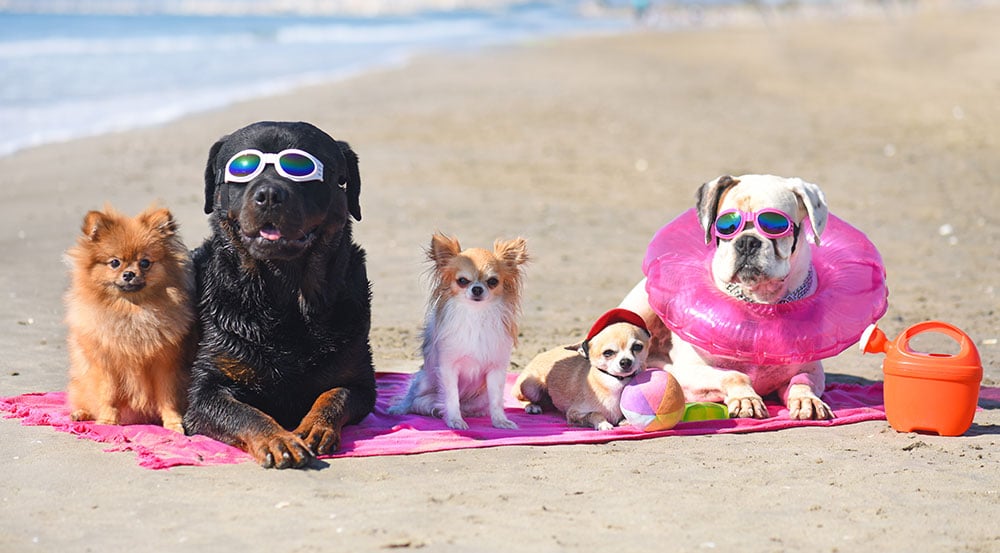 La Mer Homes - Sandy paws means happy dogs! 7 beaches in Cyprus where dogs are allowed